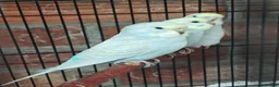 Budgerigars birds for sale: Baby budgies - Advert 6