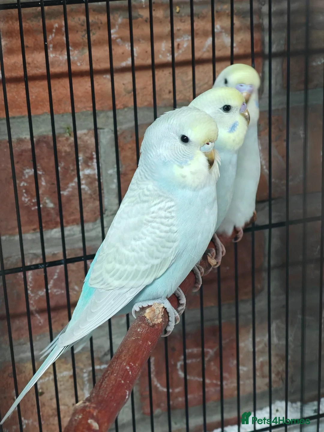 Budgerigars birds for sale: Baby budgies - Advert 6
