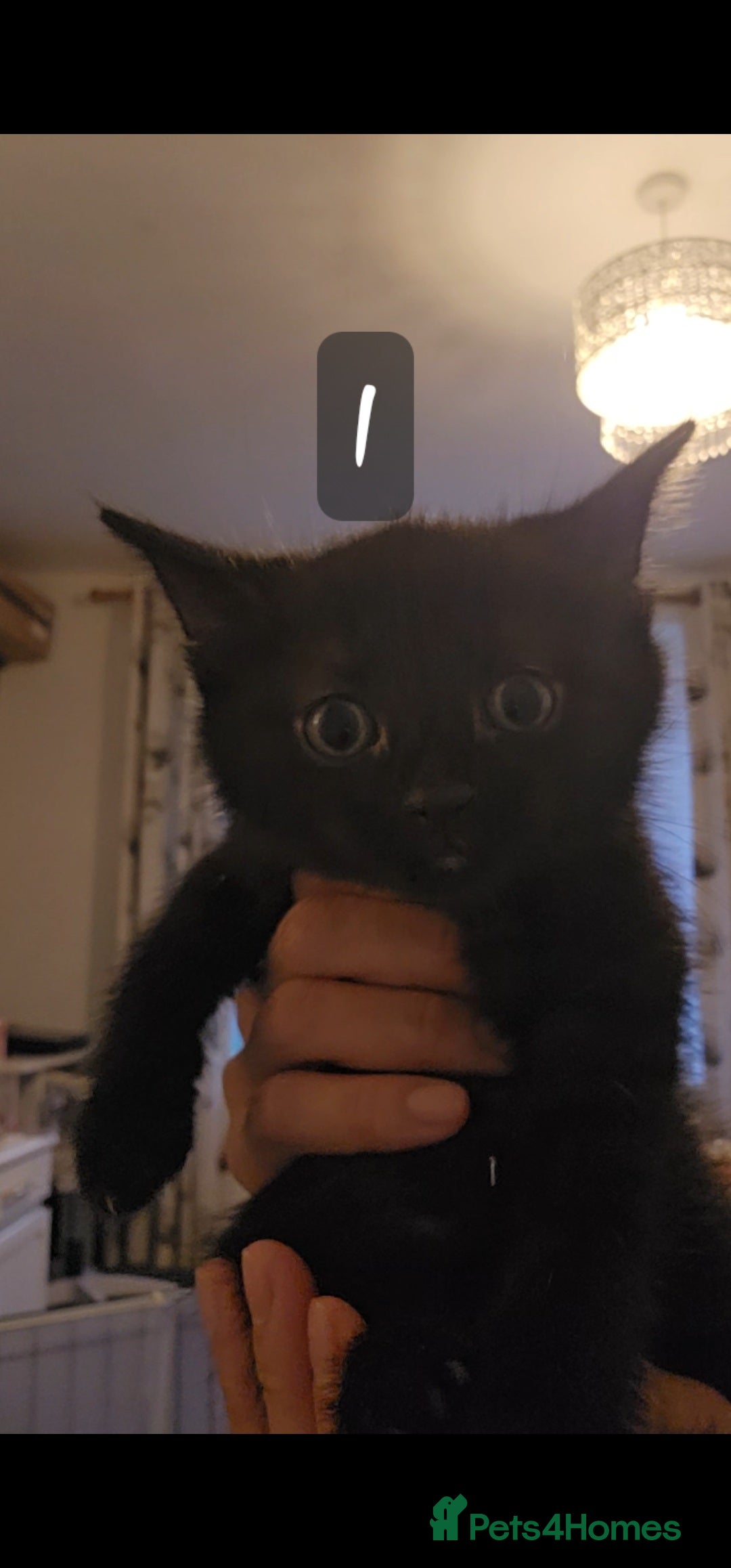 Mixed Breed cats for sale: Kittens  - Image 9