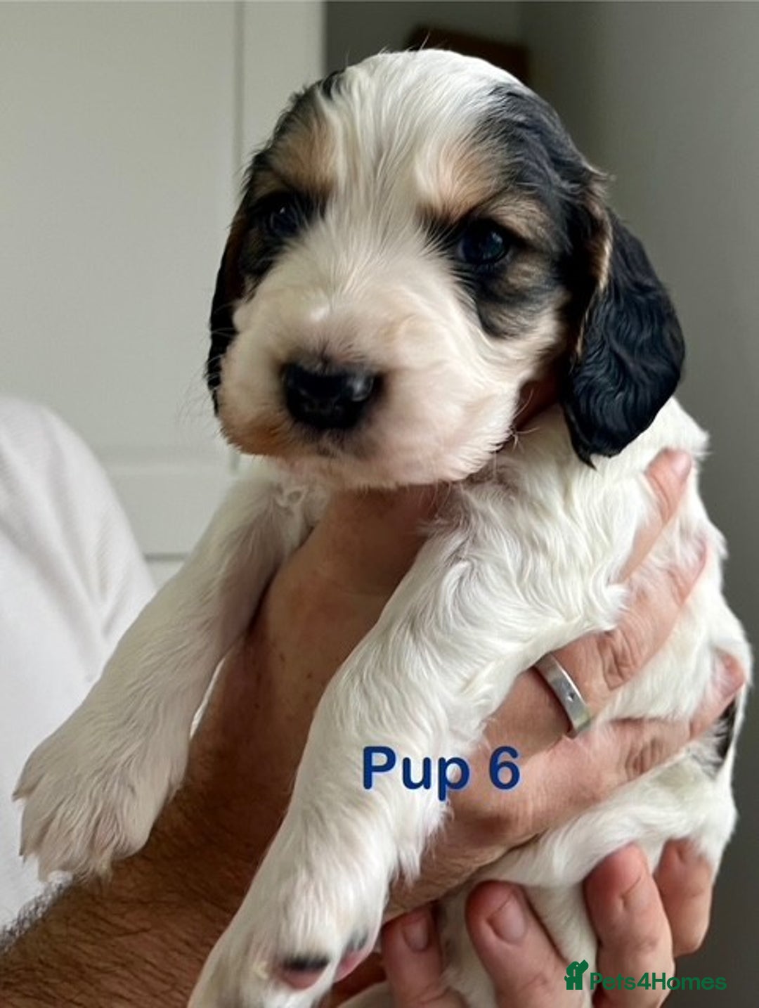 Cockapoo dogs for sale: Adorable Cocker/Cockapoo Puppies - Only 1 left! - Advert 4