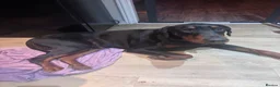 Dobermann dogs for sale: Doberman and German short haired pointer  - Advert 5