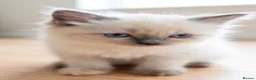 Ragdoll cats for sale: Purebred Ragdoll Kittens, Ready to Go - Advert 17