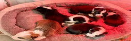 Mixed Breed dogs for sale: 🐾BULLDOG X BORDER COLLIE PUPPIES - Advert 10