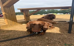 Miniature Dachshund dogs for sale: Male minature Dutchhound - Image 3
