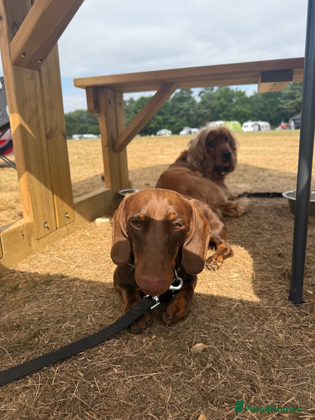Miniature Dachshund dogs for sale: Male minature Dutchhound - Image 3