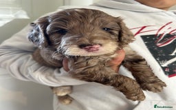 Cockapoo dogs for sale: Stunning f1 show cockapoos  - Image 2