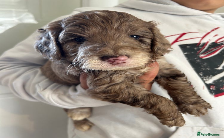 Cockapoo dogs - Advert 10