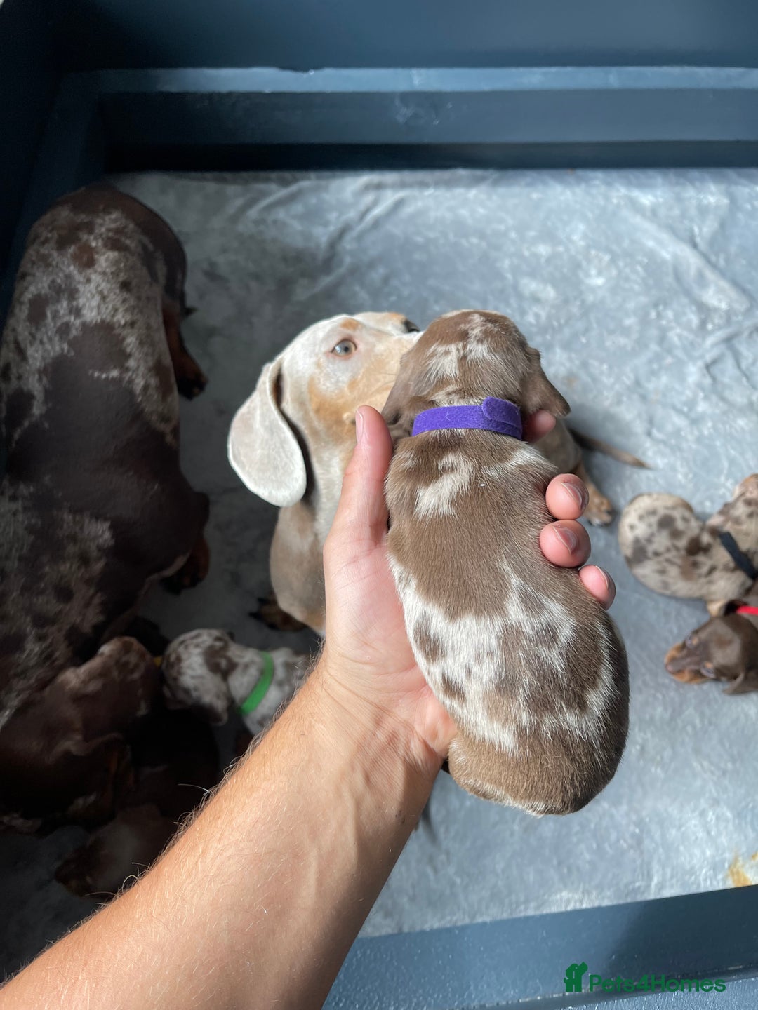 Miniature Dachshund dogs for sale: 🐾READY TO LEAVE NEXT WEEK🐾 - Image 17