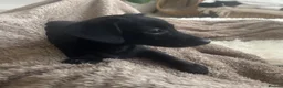 Chiweenie dogs for sale: 1 BOY REMAINING  - Advert 2