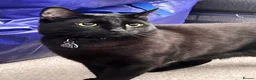 Mixed Breed cats for sale: Beautiful Black Girl 🐈‍⬛ Must Go!  - Advert 3