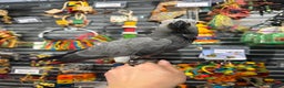 Parrots birds for sale: Baby handreared tame African Greys  - Advert 1