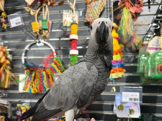 Parrots birds Baby handreared tame African Greys - Advert 4
