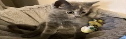 Ragdoll cats for sale: British short hair & ragdoll x - Advert 17