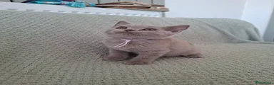 Kitten 2