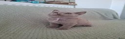 British Shorthair cats for sale: READY NOW :) beautiful female british shorthair  - Advert 29