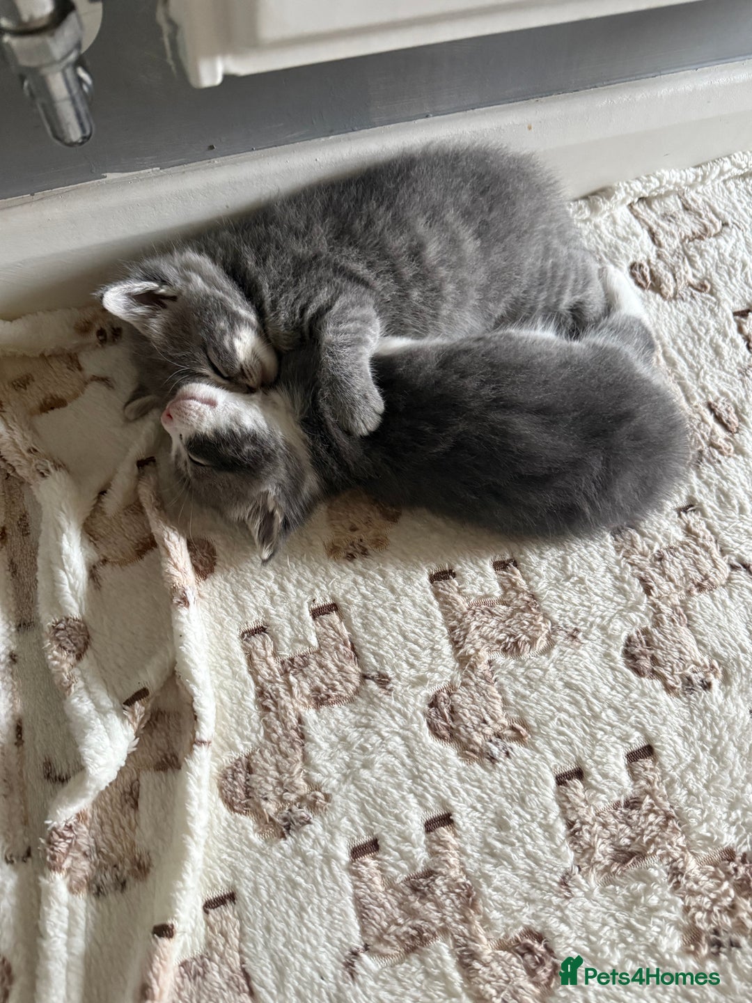 Mixed Breed cats for sale: Two lovely boys - Image 12