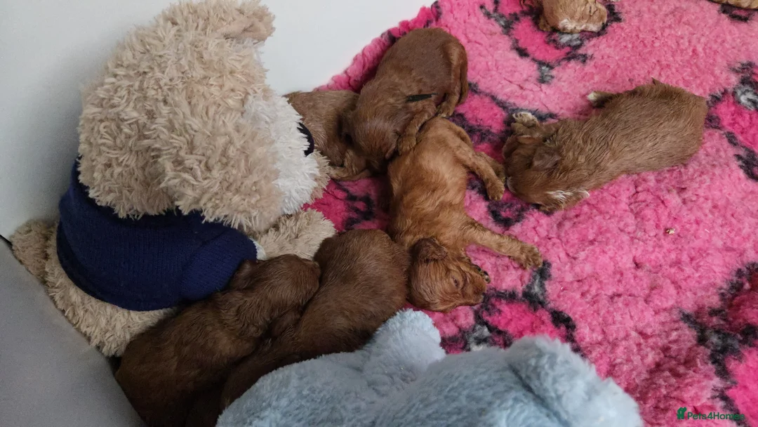 Australian Labradoodle dogs for sale: Therapy Dog Breeder - Advert 6