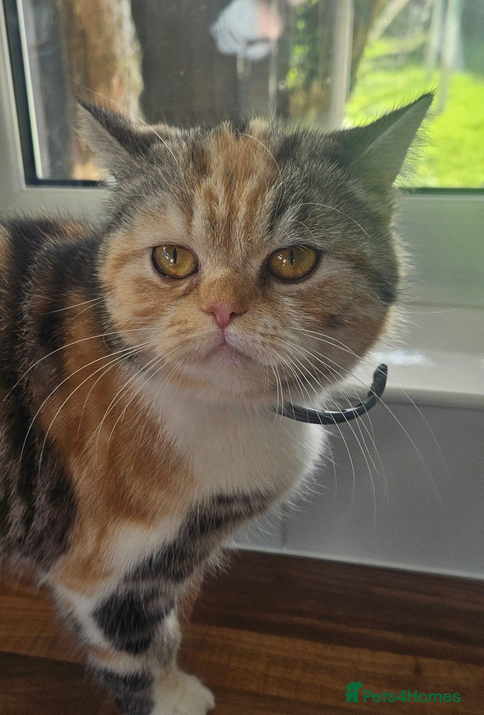 Persian cats Beautiful Female Persian x British Short Hair  in Prestatyn - Advert 3