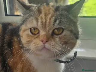 Persian cats Beautiful Female Persian x British Short Hair in Prestatyn - Advert 3