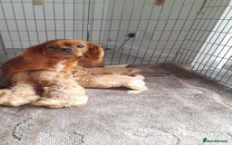 Cavapoo dogs for sale: Beautiful F1 Cavapoo Pups  - Image 18