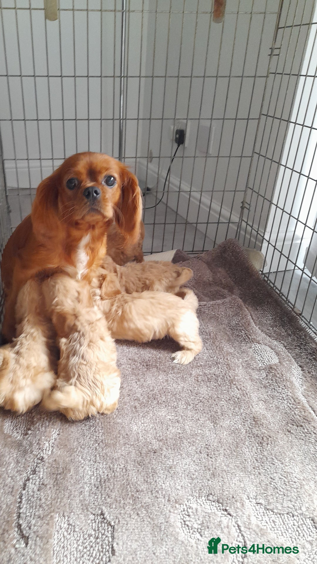 Cavapoo dogs for sale: Beautiful F1 Cavapoo Pups  - Image 18