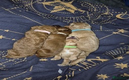 Cockapoo dogs for sale: 2 weeks old cockapoos  - Image 16