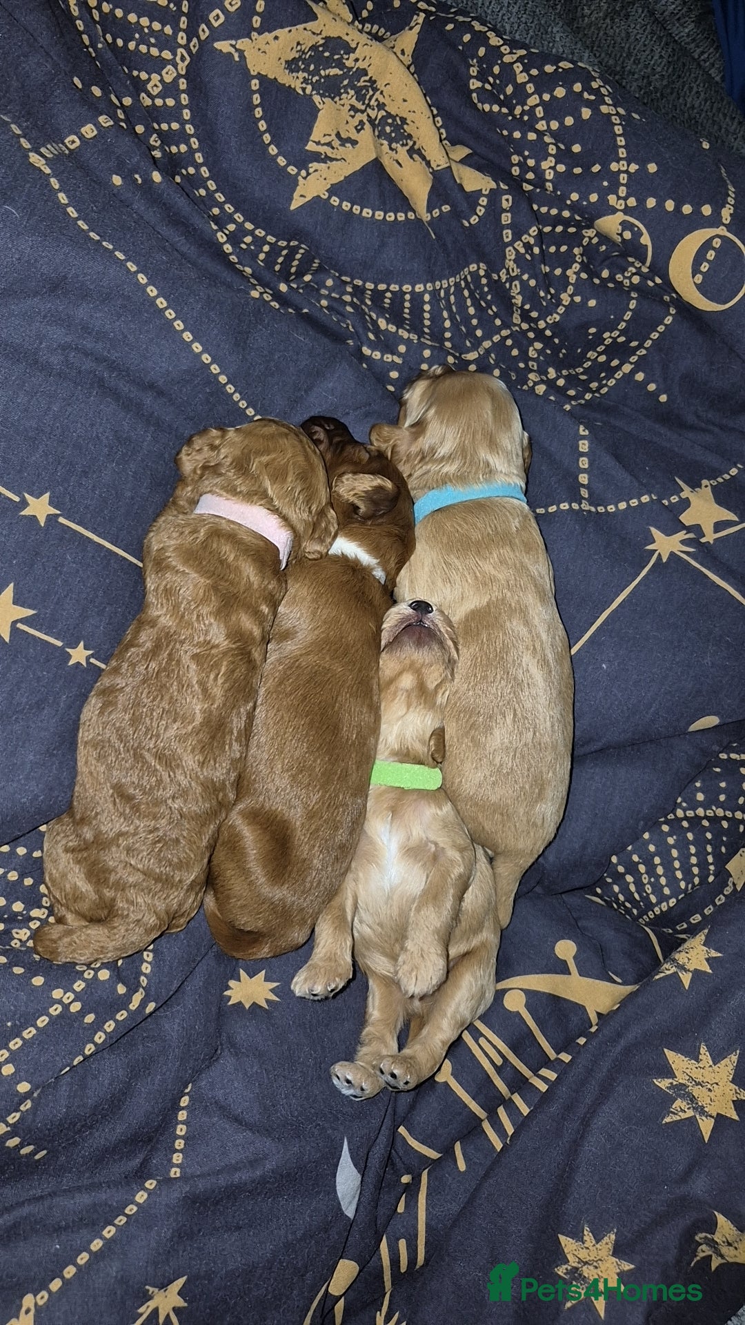 Cockapoo dogs for sale: 2 weeks old cockapoos  - Image 16