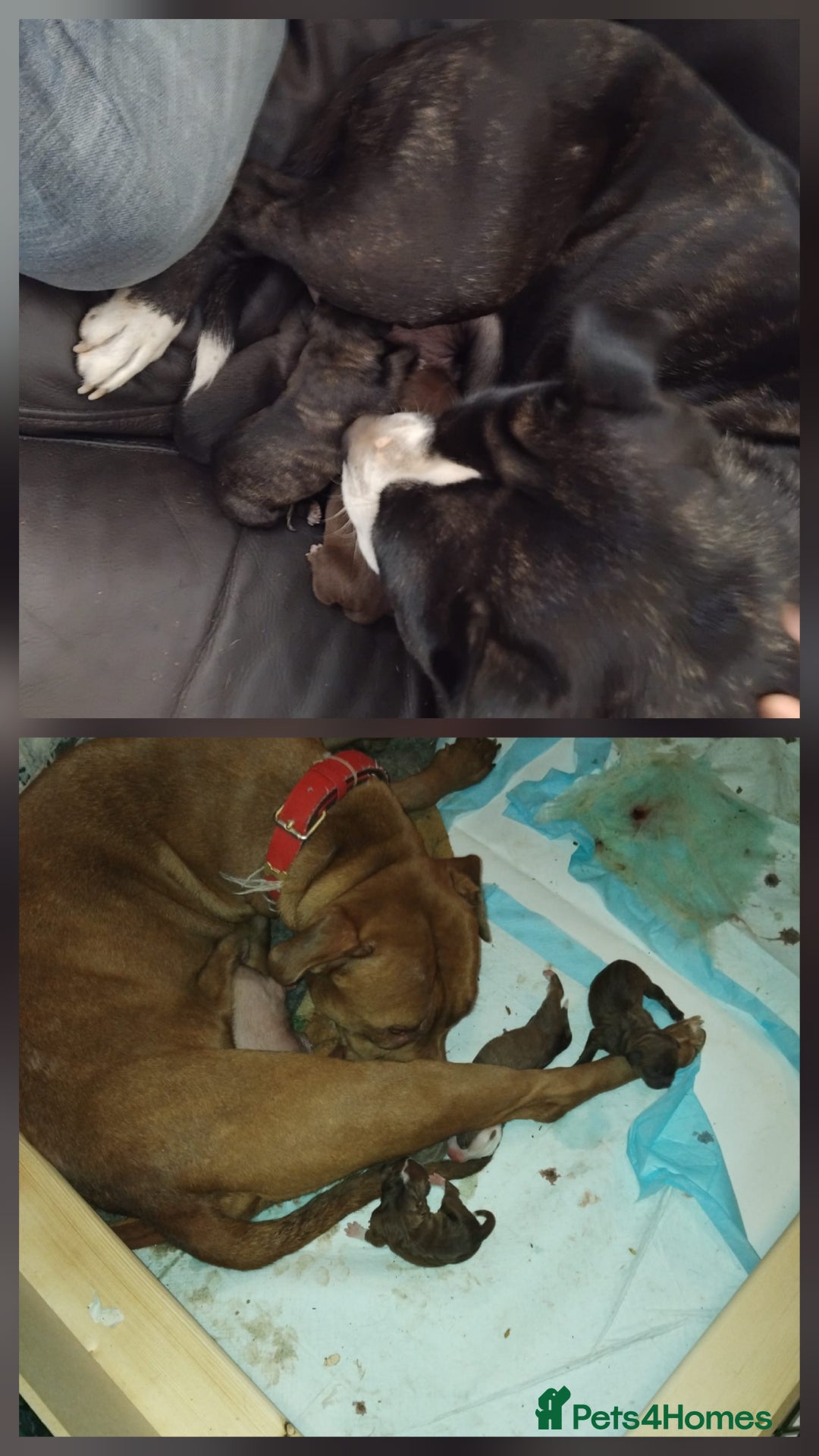 Staffordshire Bull Terrier dogs for sale: Staffordshire bull terrier 2x litters - Image 24