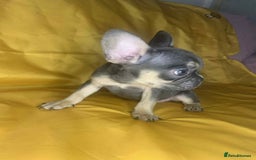 French Bulldog dogs for sale: 🐾 French Bulldog Puppies for Sale - Image 12