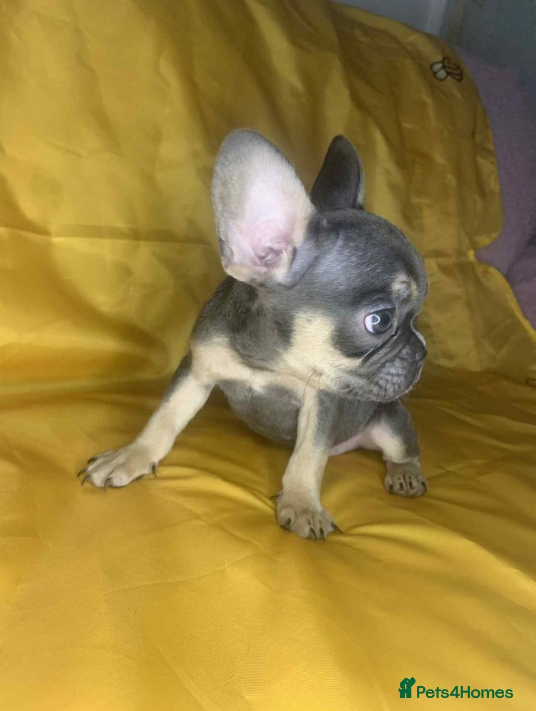 French Bulldog dogs for sale: 🐾 French Bulldog Puppies for Sale - Image 12