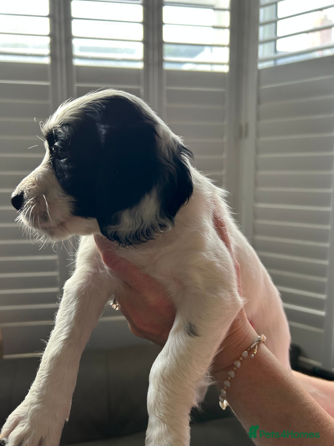 Sprocker dogs for sale: Sprocker puppies - Advert 26