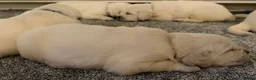 Golden Retriever dogs for sale: Super fluffy cream pups in Newark - Advert 30