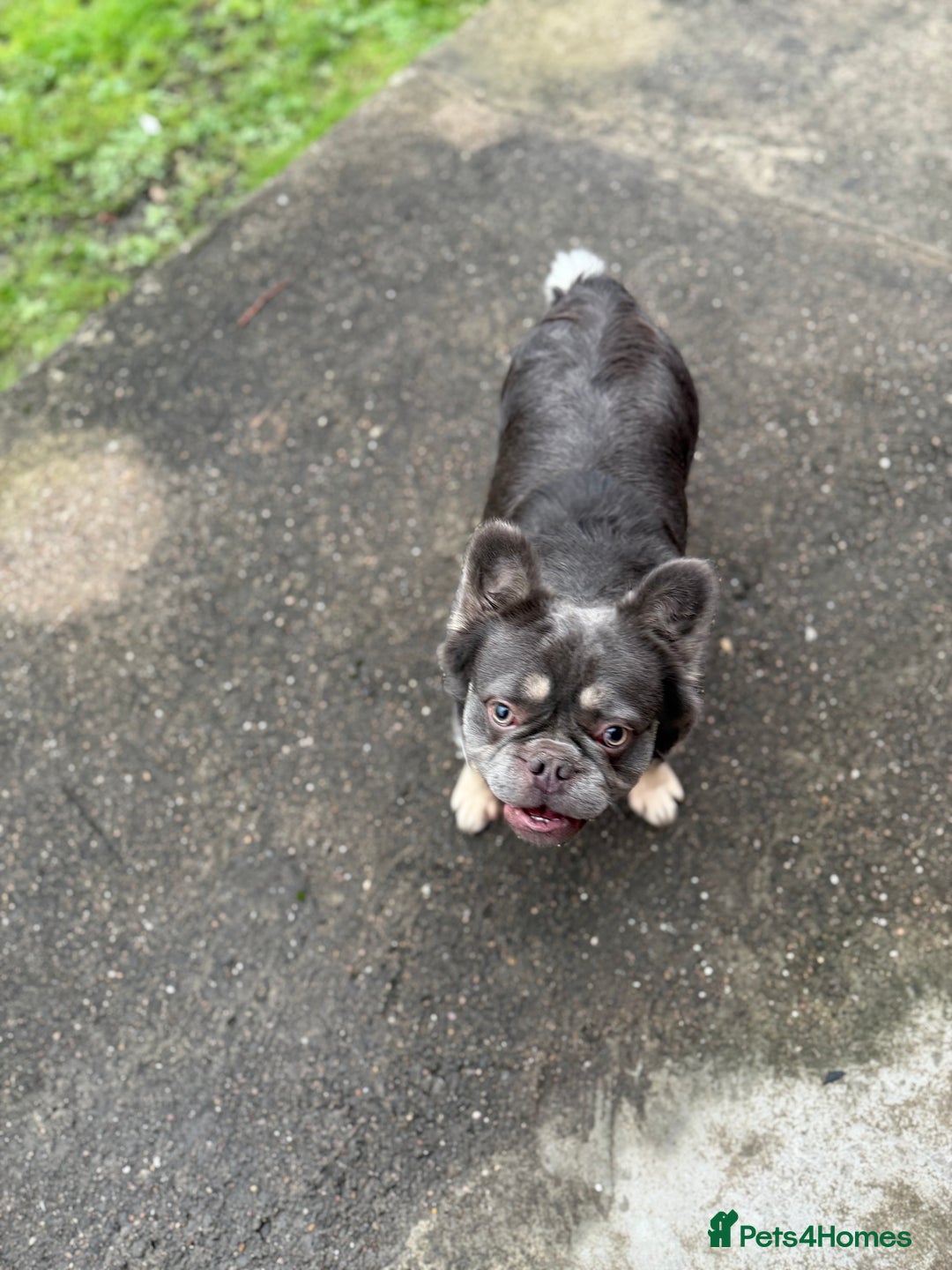 French Bulldog dogs for sale: Fluffy frenchie  - Advert 3