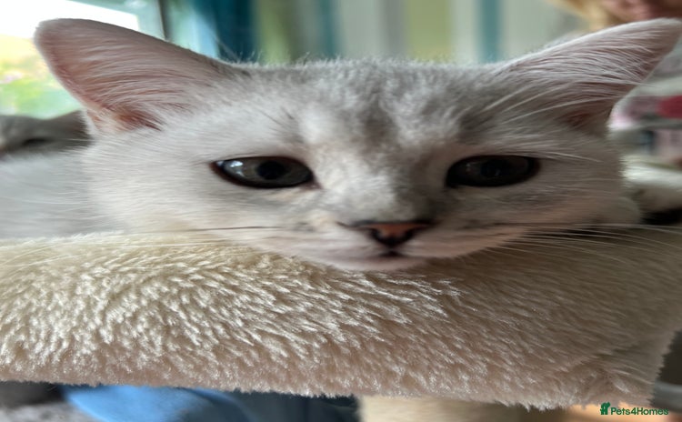 British Shorthair cats - Advert 4