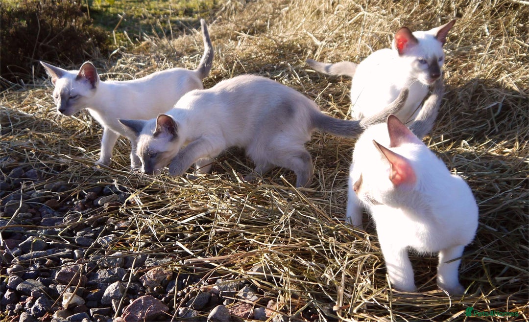 Siamese cats for sale: ADORABLE SIAMESE KITTENS - Advert 17