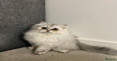 Persian cats Beautiful Persian Boy Kitten - Advert 10