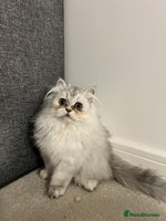 Persian cats Beautiful Persian Boy Kitten - Advert 2