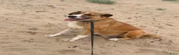 Mixed Breed dogs for adoption: Meet Duke 🐾 - Advert 5