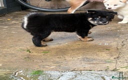 Japanese Shiba Inu dogs for sale: Multi champion Japanese Shiba Inu’s - Image 2