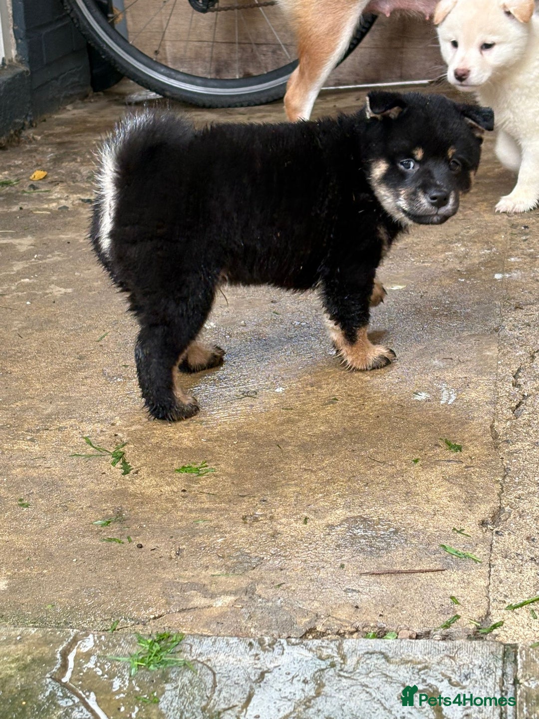 Japanese Shiba Inu dogs for sale: Multi champion Japanese Shiba Inu’s - Image 2