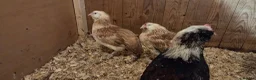 Chickens poultry for sale: Salmon Favorolle Chickens (Large Fowl)  - Advert 1