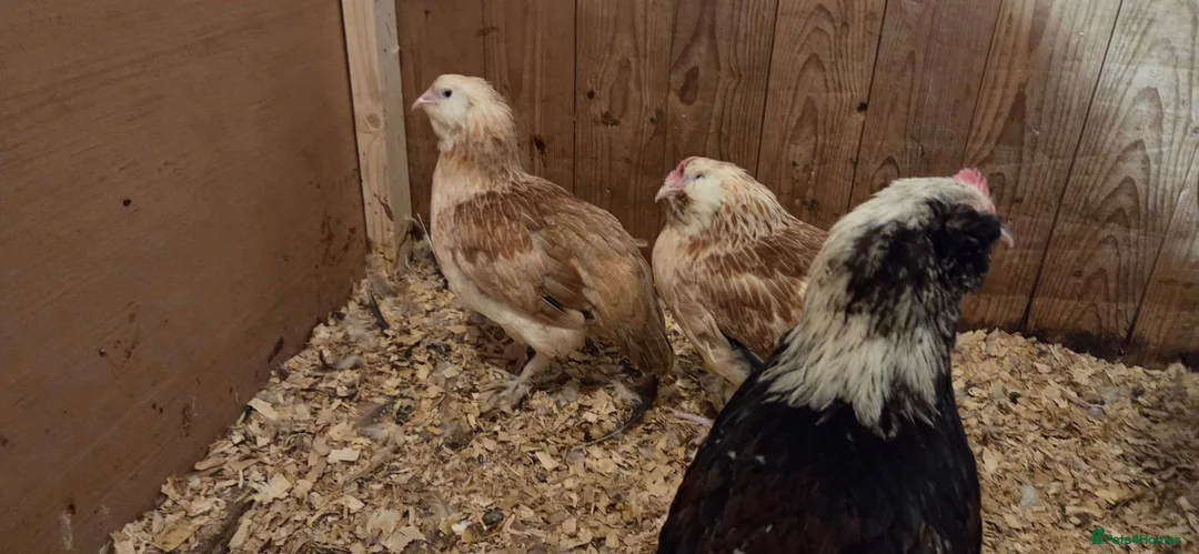Chickens poultry for sale: Salmon Favorolle Chickens (Large Fowl)  - Advert 1