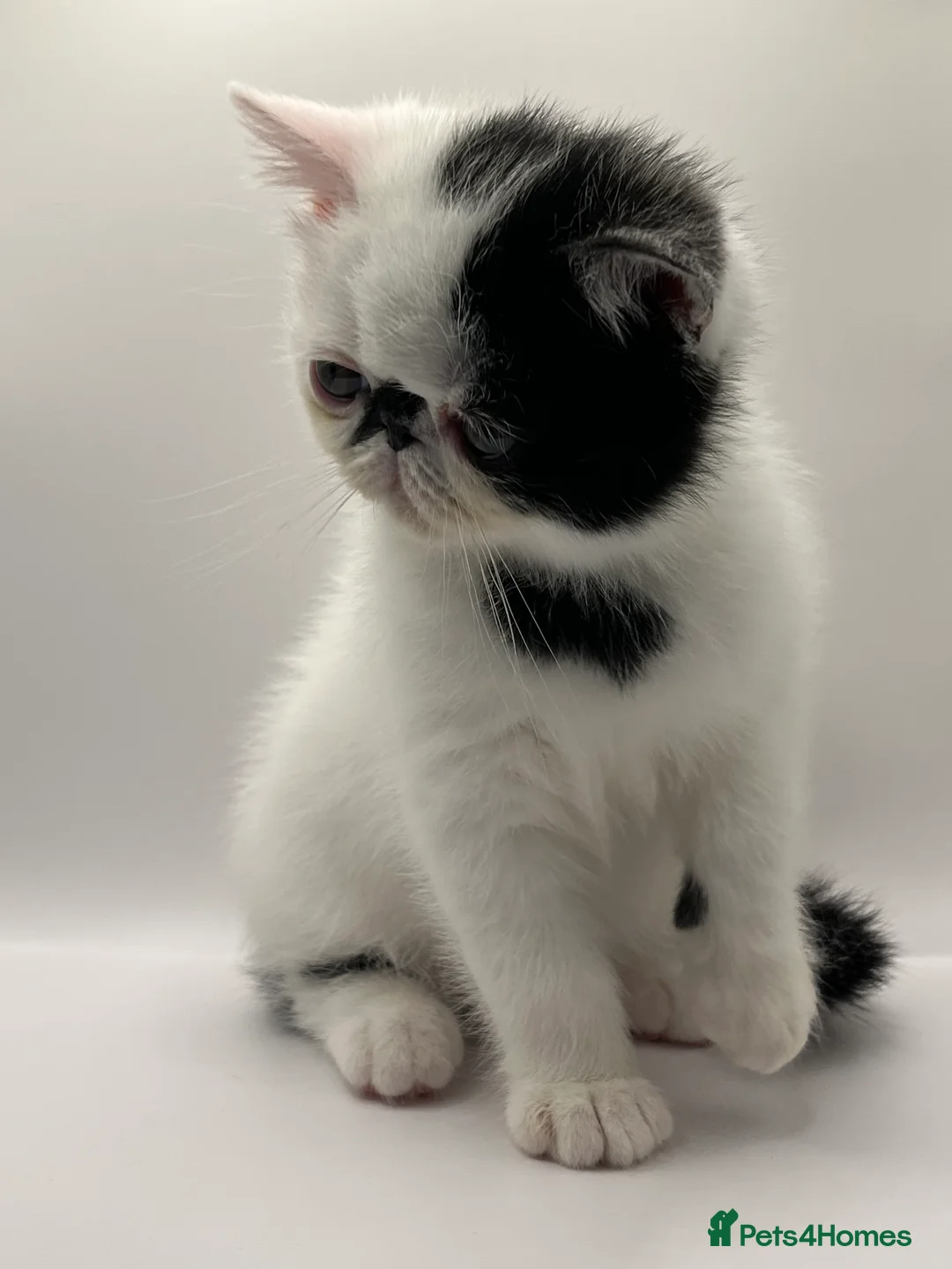 Exotic cats for sale: Exotic kittens  - Advert 2