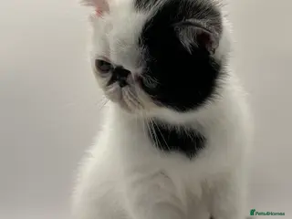 Exotic cats Exotic kittens - Advert 9