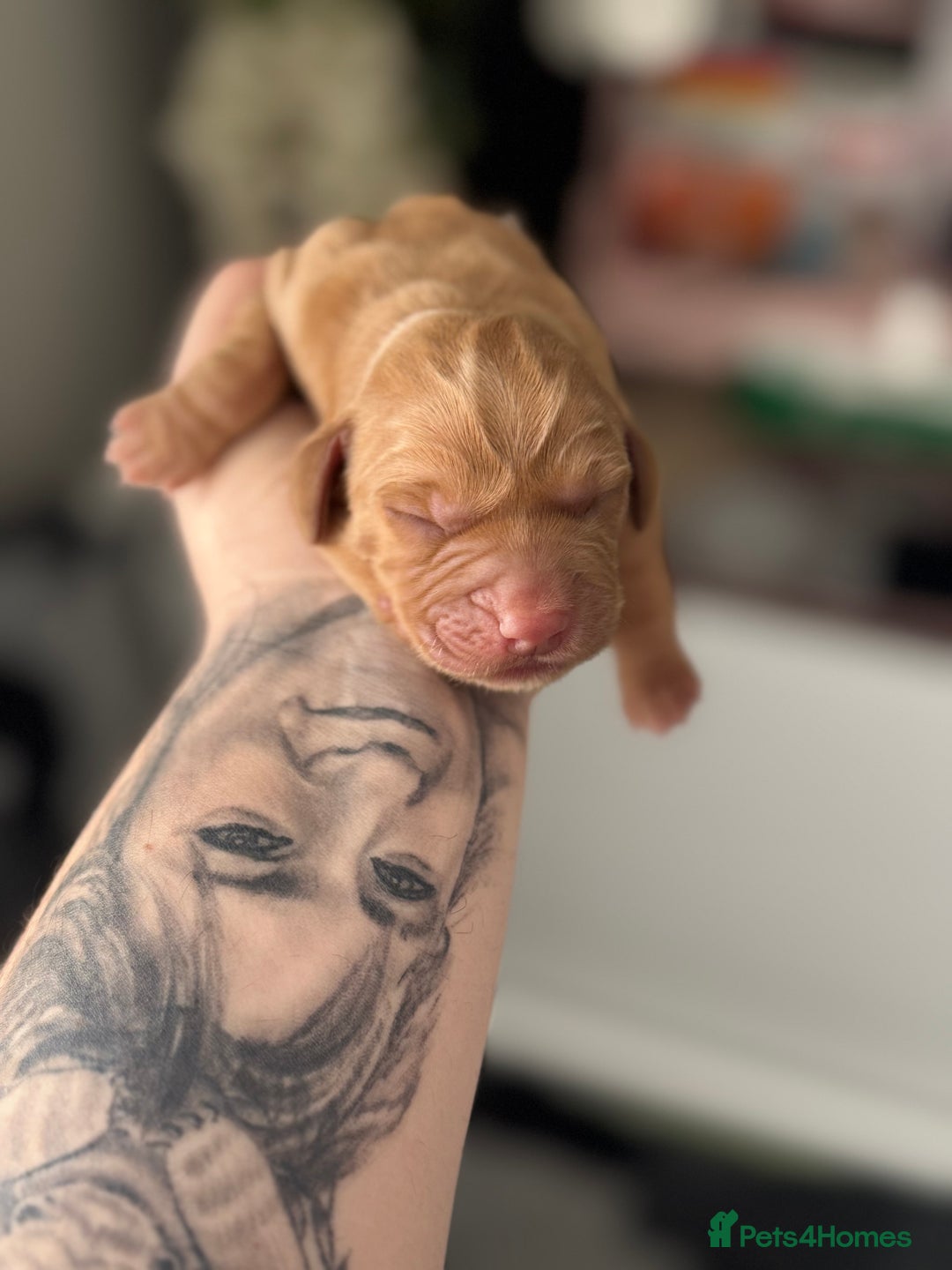 Mixed Breed dogs for sale: Labradoodle X Cocker Spaniel - Image 2