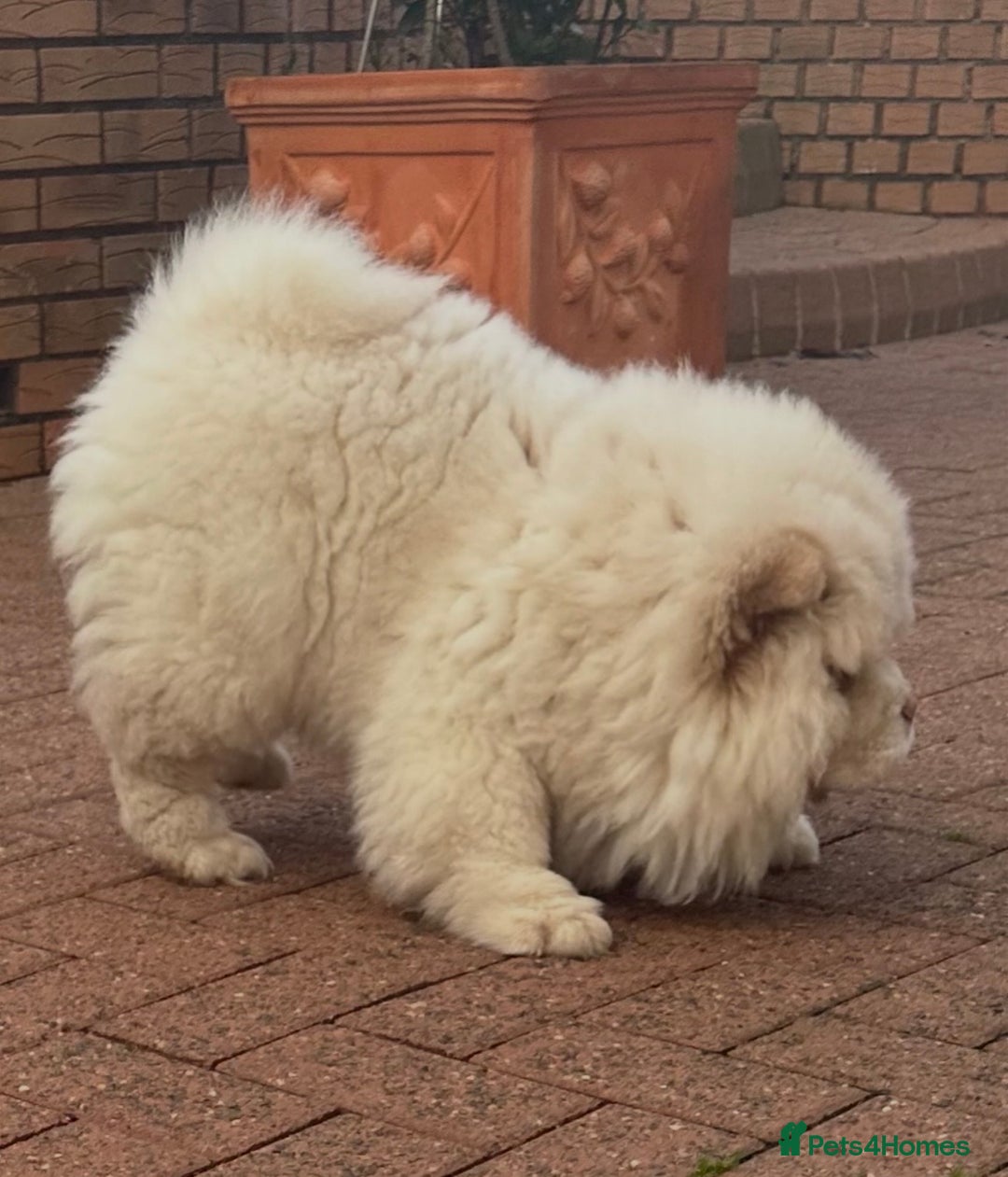 Chow Chow dogs for sale: Outstanding Quality Platinum Girl - Advert 4