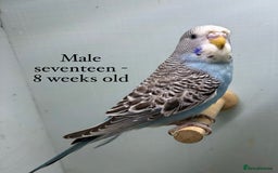 Budgerigars birds for sale: 8 week old Beautiful baby Budgies - Image 12