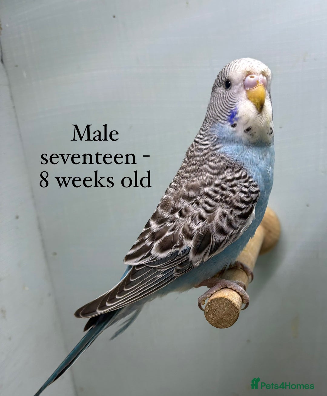 Budgerigars birds for sale: 8 week old Beautiful baby Budgies - Image 12