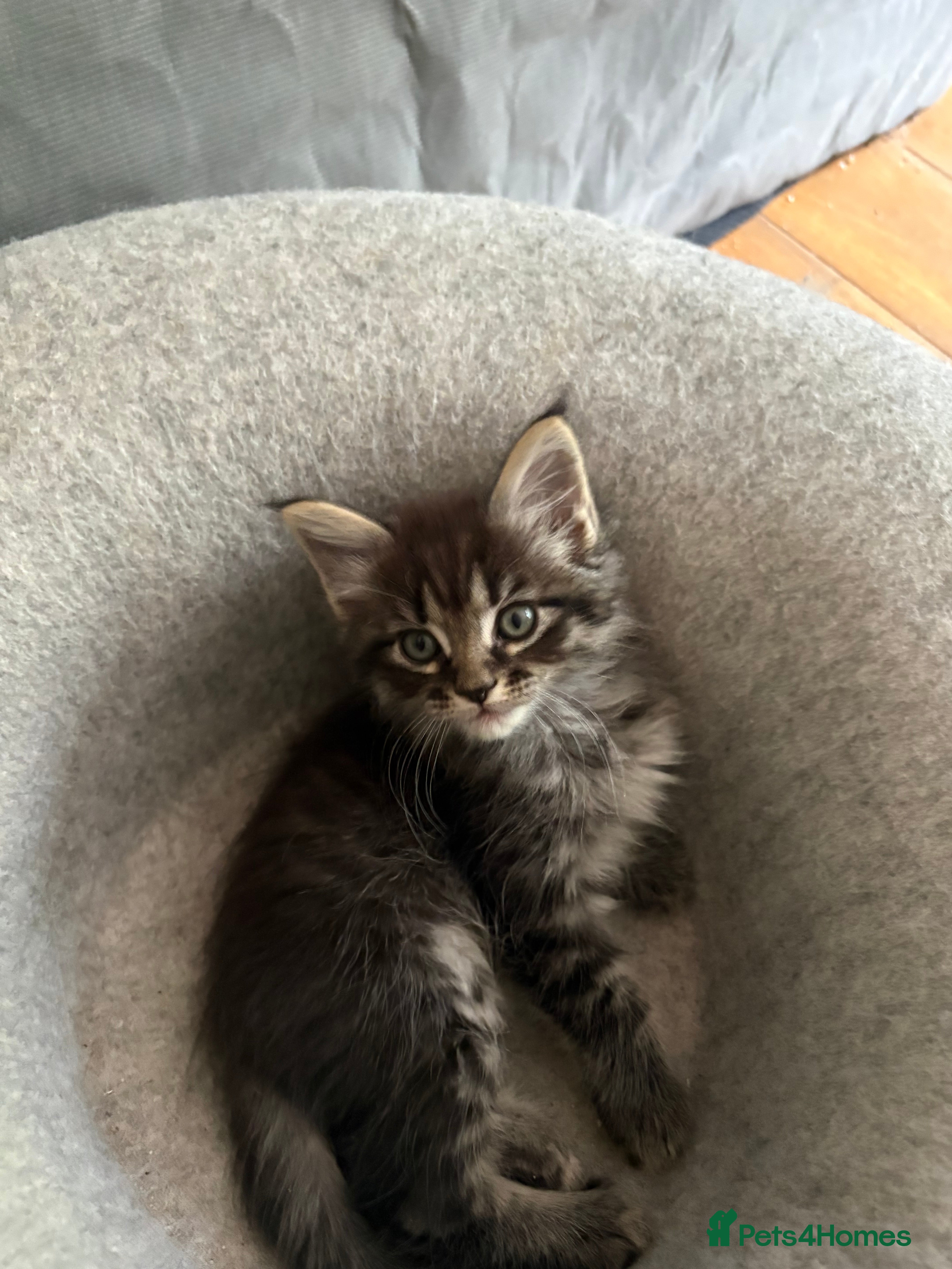 Ragcoon cats Mâine Coon x Ragdoll, Ragcoon kittens available  - Advert 1