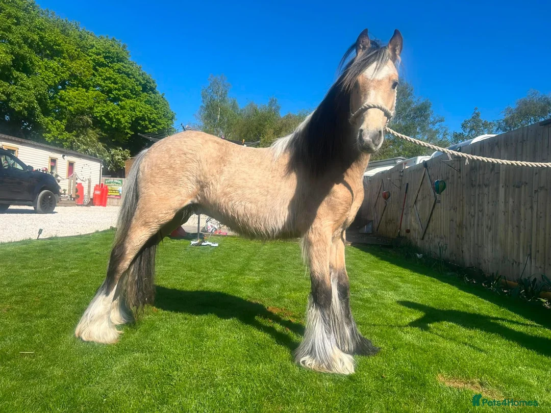Irish Cob horses for sale: 10 month old Buckskin Gypsy cob in Stevenage - Advert 1